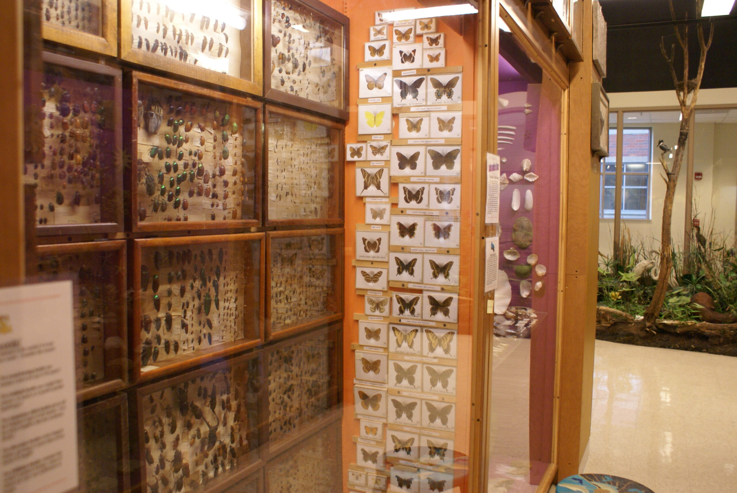 Jurica-Suchy Nature Museum butterfly and insect section