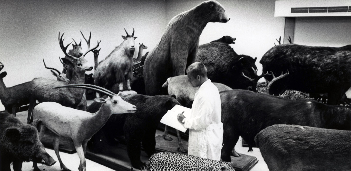 historical photo of animals in museum