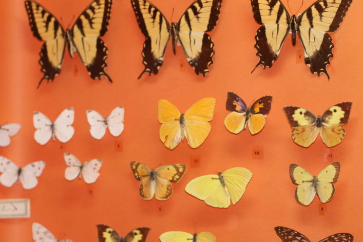 butterfly exhibit in the Jurica-Suchy Nature Museum