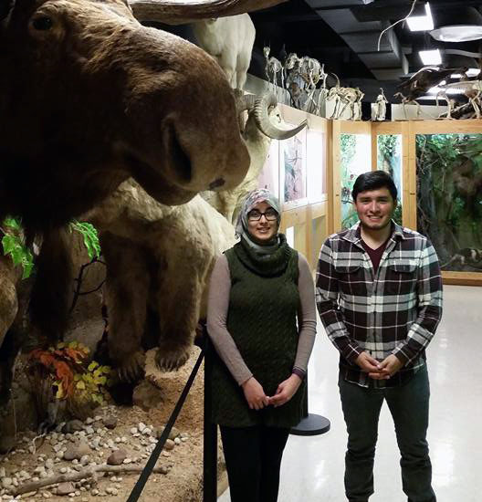 Students in museum next to moose
