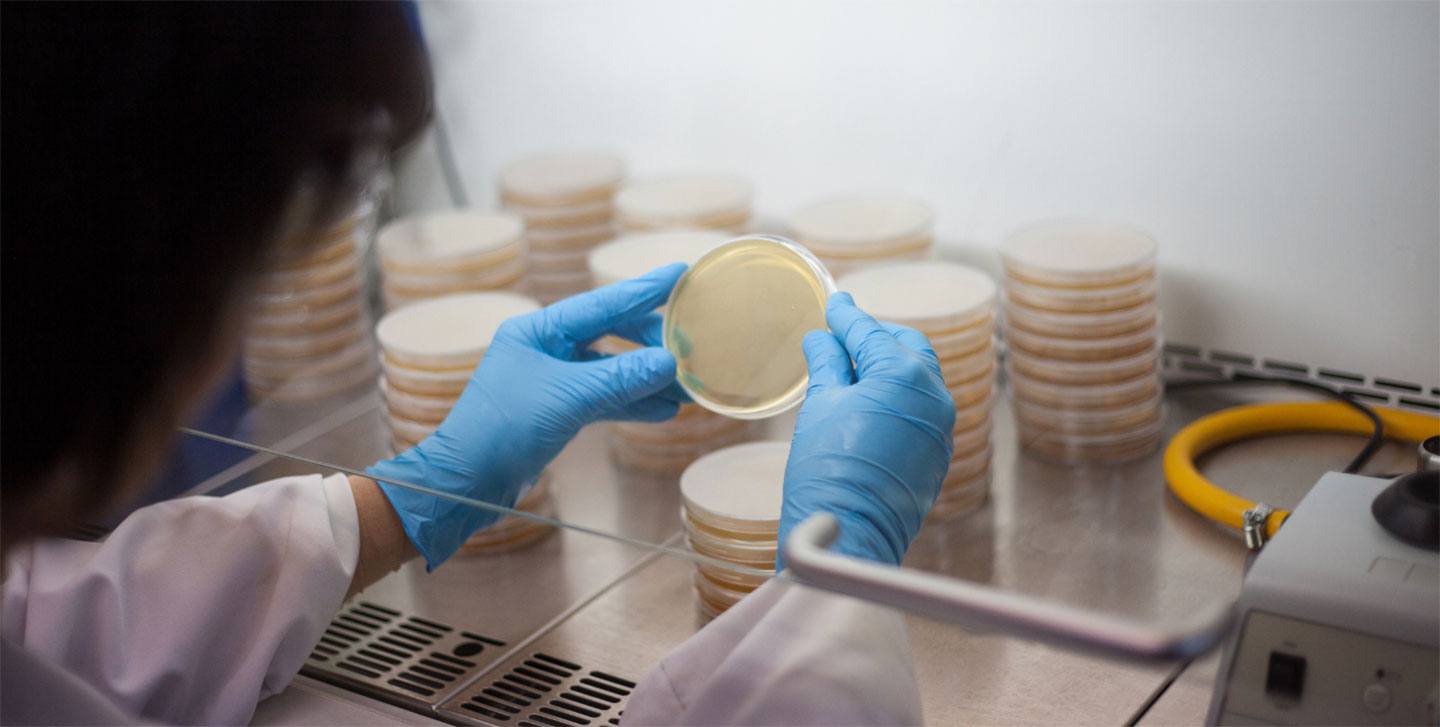 gloved hands holding a specimen petri dish, several petri dishes stacked in front of student; clinical laboratory science