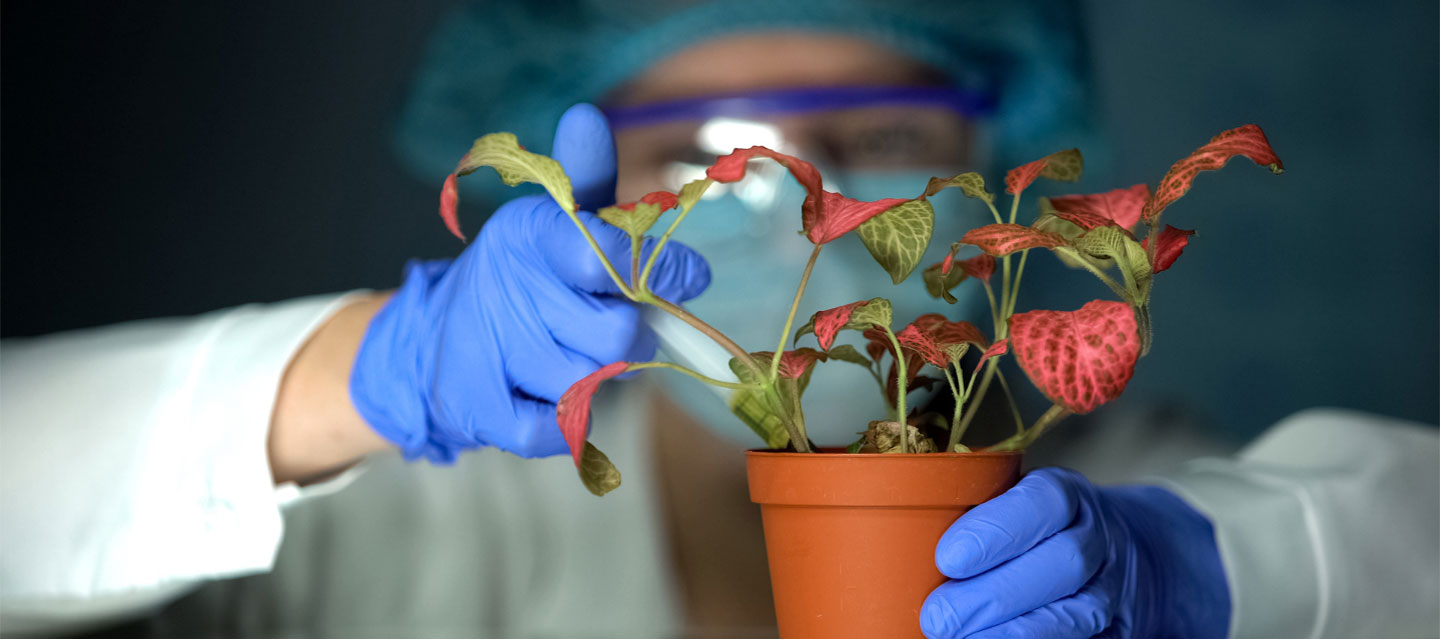 student wearing gloves injecting substance into potted plant; molecular and cellular biology program