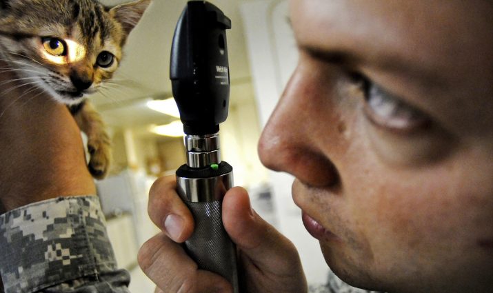 male army personnel examining a kitten's eyes; pre-veterinary medicine