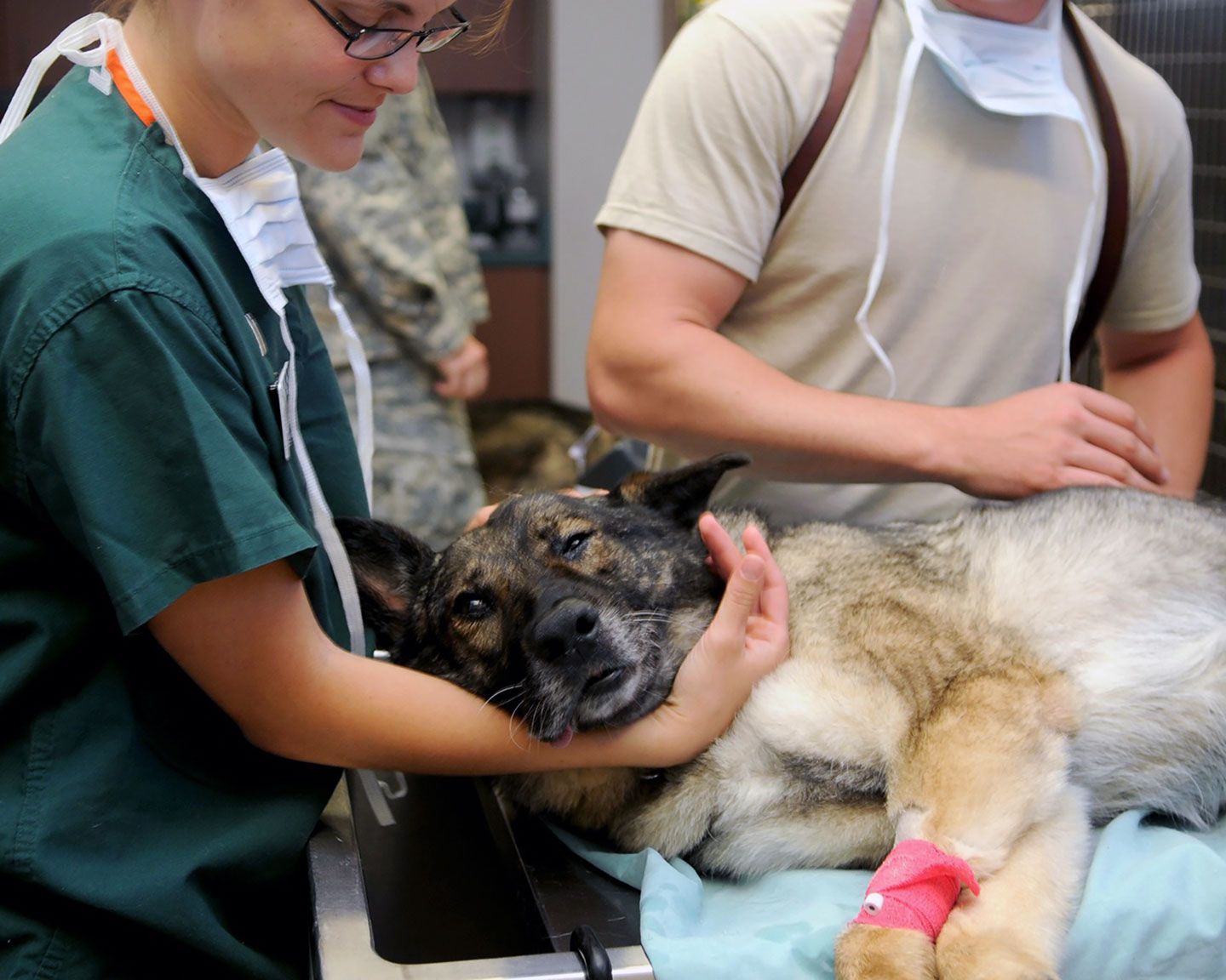 large dog getting blood taken by veterinarian; pre-veterinary medicine