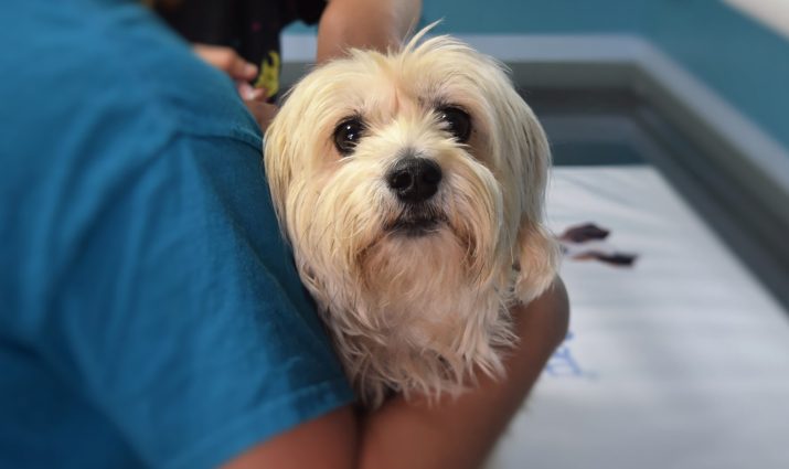 cute dog in vet's arms; pre-veterinary medicine
