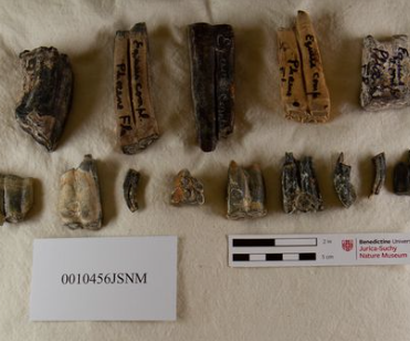 Museum specimens on display in the Jurica-Suchy Nature Museum