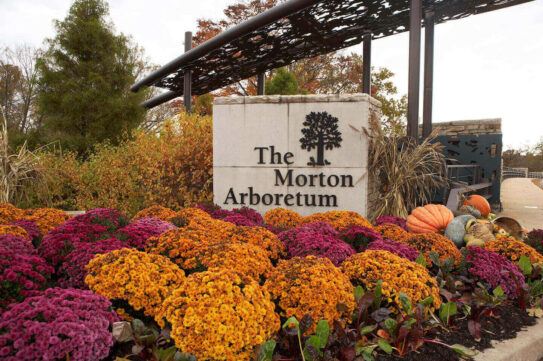 Morton-Arboretum