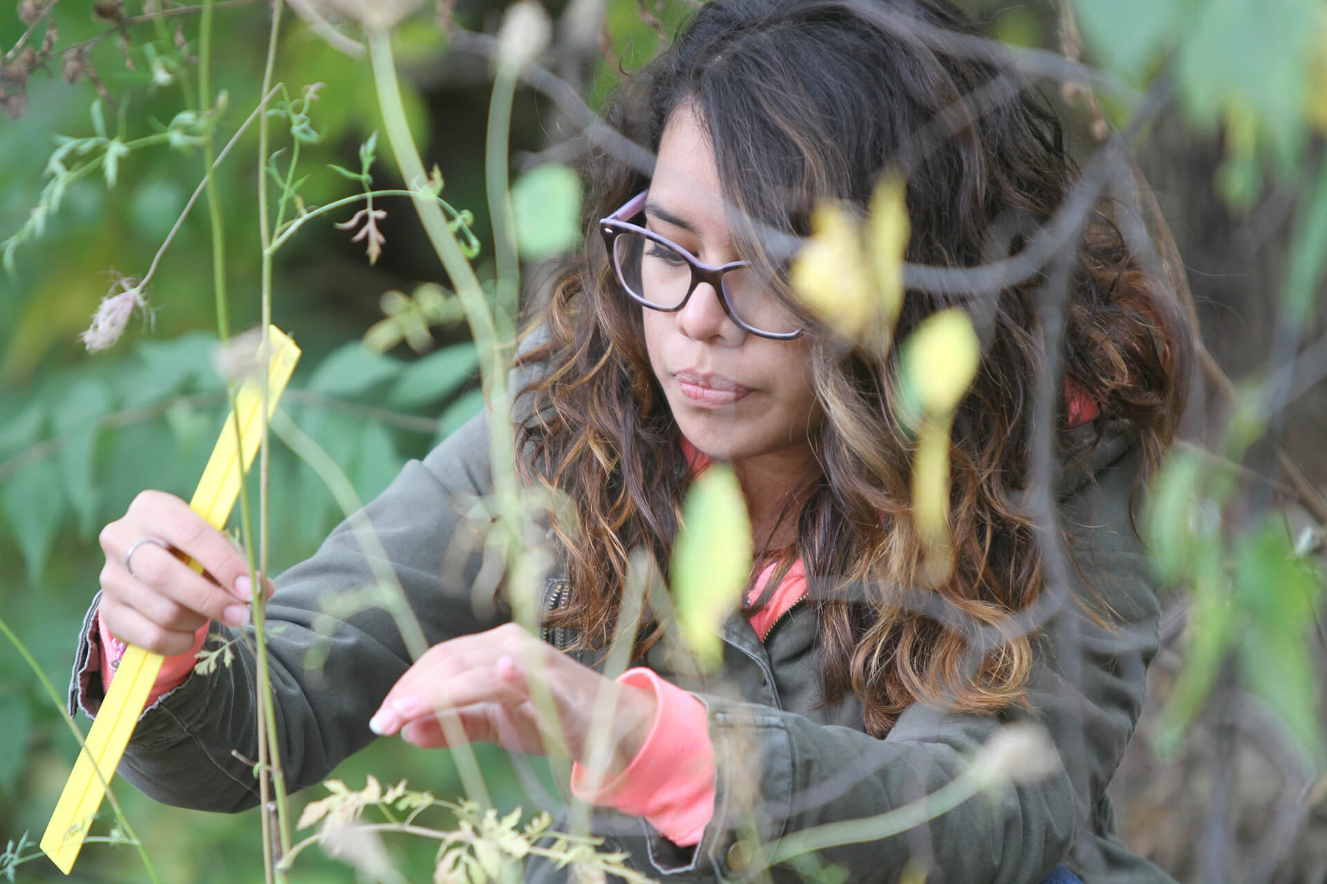 Ecology class, female student outside measuring plants