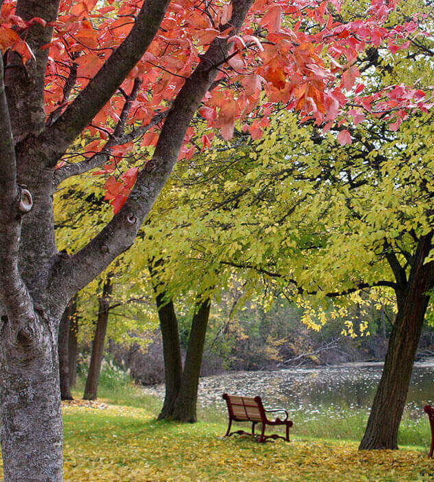 fall leaves on Lisle campus