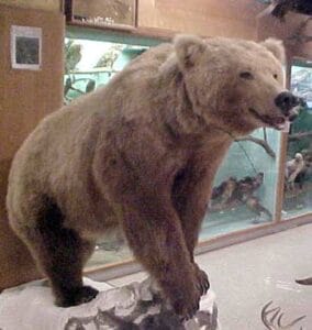 Jurica-Suchy Nature Museum Grizzly Bear