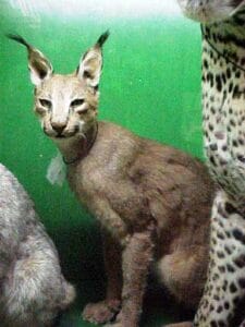 Jurica-Suchy Nature Museum caracal