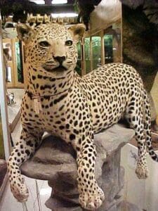 Jurica-Suchy Nature Museum Leopard