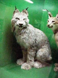 Jurica-Suchy Nature Museum Lynx