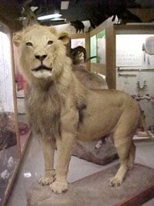 Jurica-Suchy Nature Museum Lion