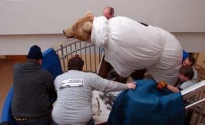 Jurica-Suchy Nature Museum moving the polar bear